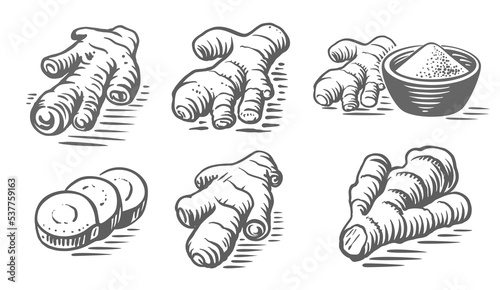 Ginger hand drawing style vintage engraving.