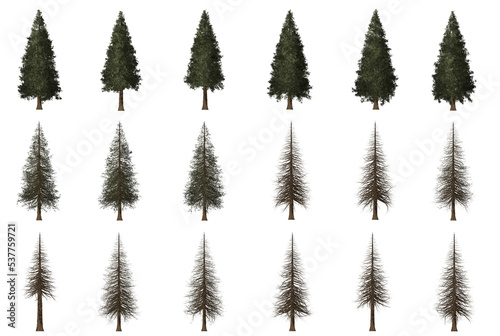 set of fir trees isolated sequoia