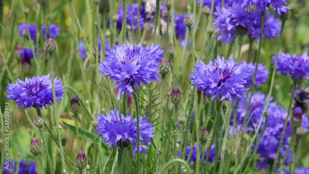 Blue Cornflowers in the flower field in summer Blue Cornflowers in the flower field in summer