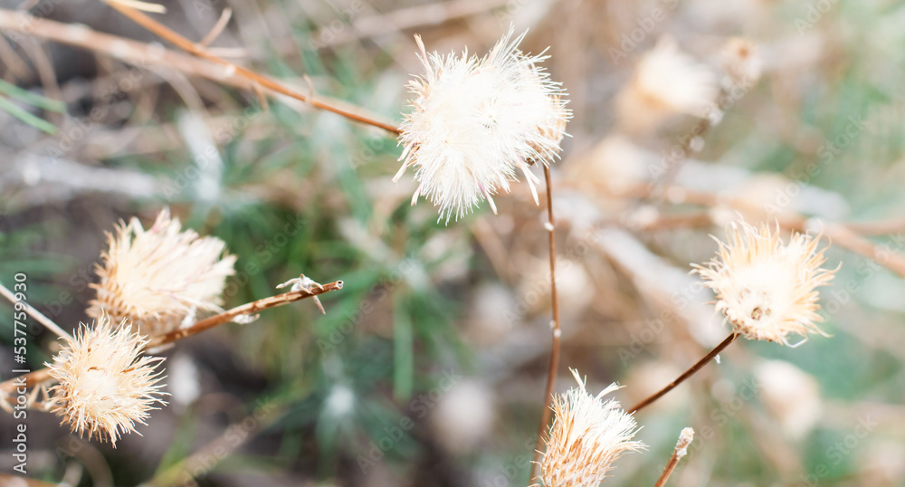 A mountain thistle, wild plant abundant in meadows A mountain thistle, wild plant abundant in meadows