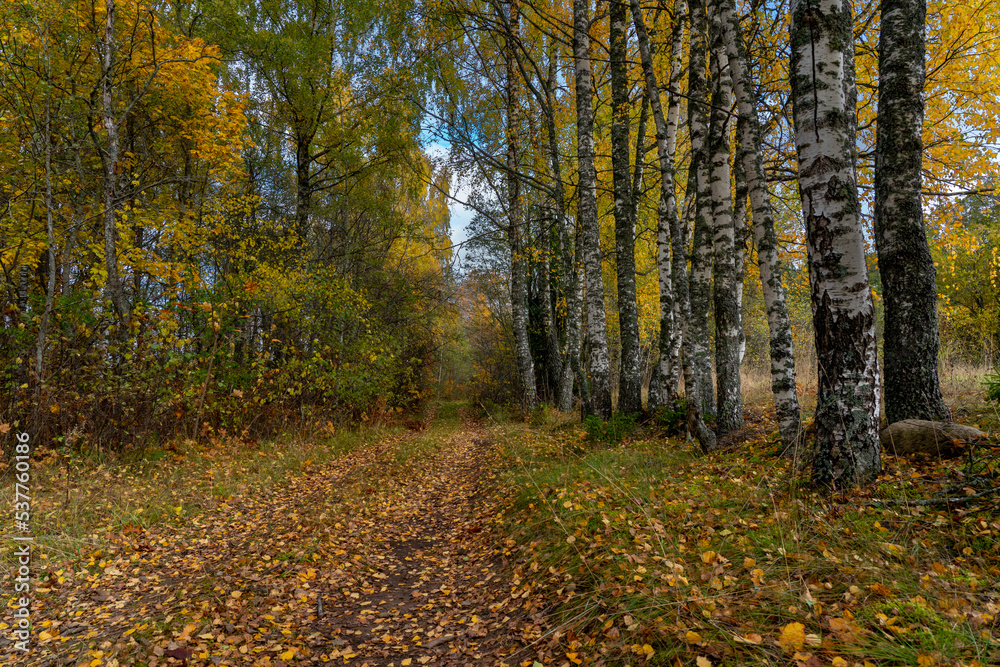 forest trail in autumn colors with birches