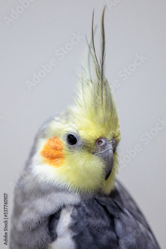 close up portrait of a beautiful male cockatiel on a grey background