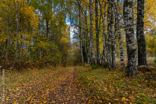 forest trail in autumn colors with birches