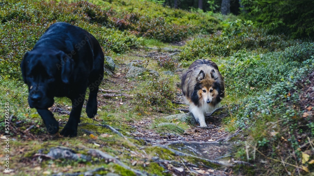 Samolepka Black Labrador Retriever and a Sheltie dogs walking along a forest trail
