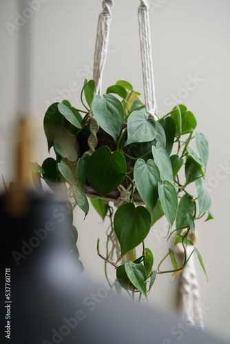 philodendron scandens in a hanging pot  photo