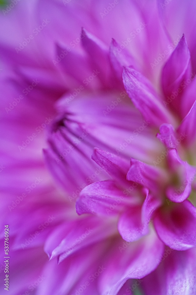 close up of a purple dahlia close up of a purple dahlia