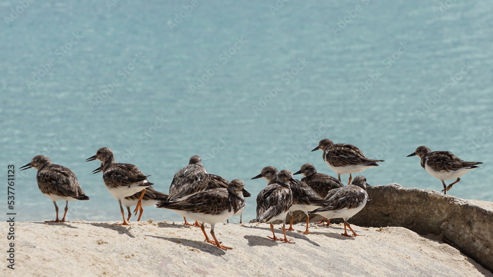 birds at the beautiful Playa Dominicus close to Bayahibe in the Dominican Republic in the month of February 2022 birds at the beautiful Playa Dominicus close to Bayahibe in the Dominican Republic in the month of February 2022