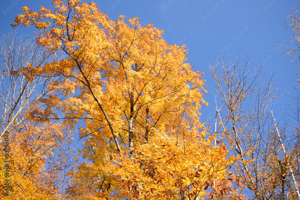 Beautiful fall colors in the Canadian countryside at fall in the province of Quebec Beautiful fall colors in the Canadian countryside at fall in the province of Quebec