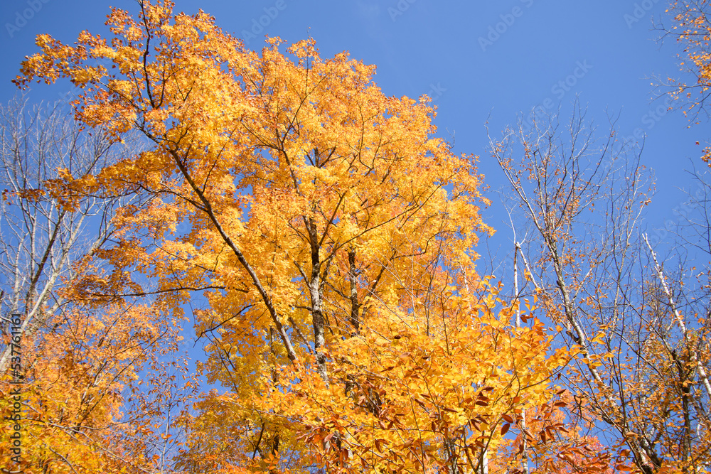 Beautiful fall colors in the Canadian countryside at fall in the province of Quebec Beautiful fall colors in the Canadian countryside at fall in the province of Quebec