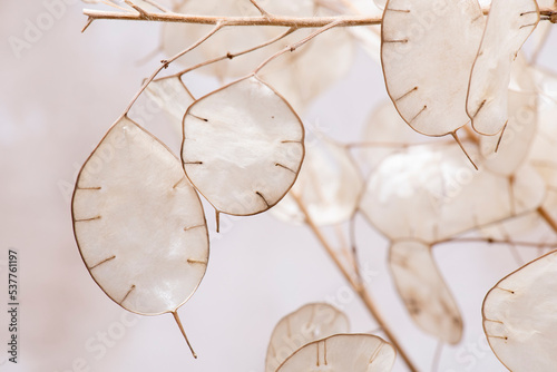 Detalle de flor seca transparente, hojas decoración Lunaria, hoja de plata photo