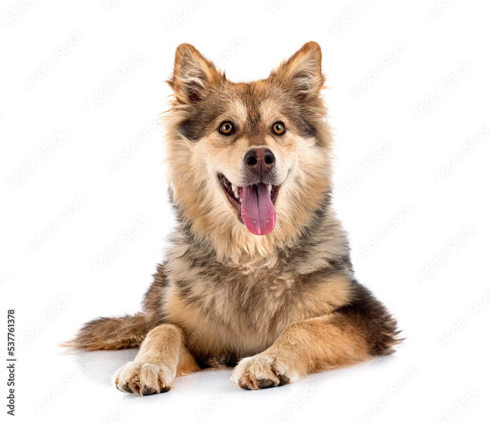 Finnish Lapphund in studio Finnish Lapphund in studio