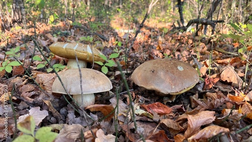 boletus mushrooms hiding in the deciduous forest in the fall