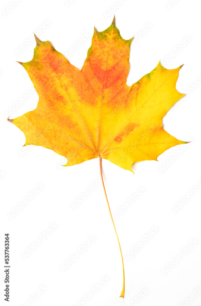 fallen bright yellow orange autumn maple leaf on a white background close-up fallen bright yellow orange autumn maple leaf on a white background close-up