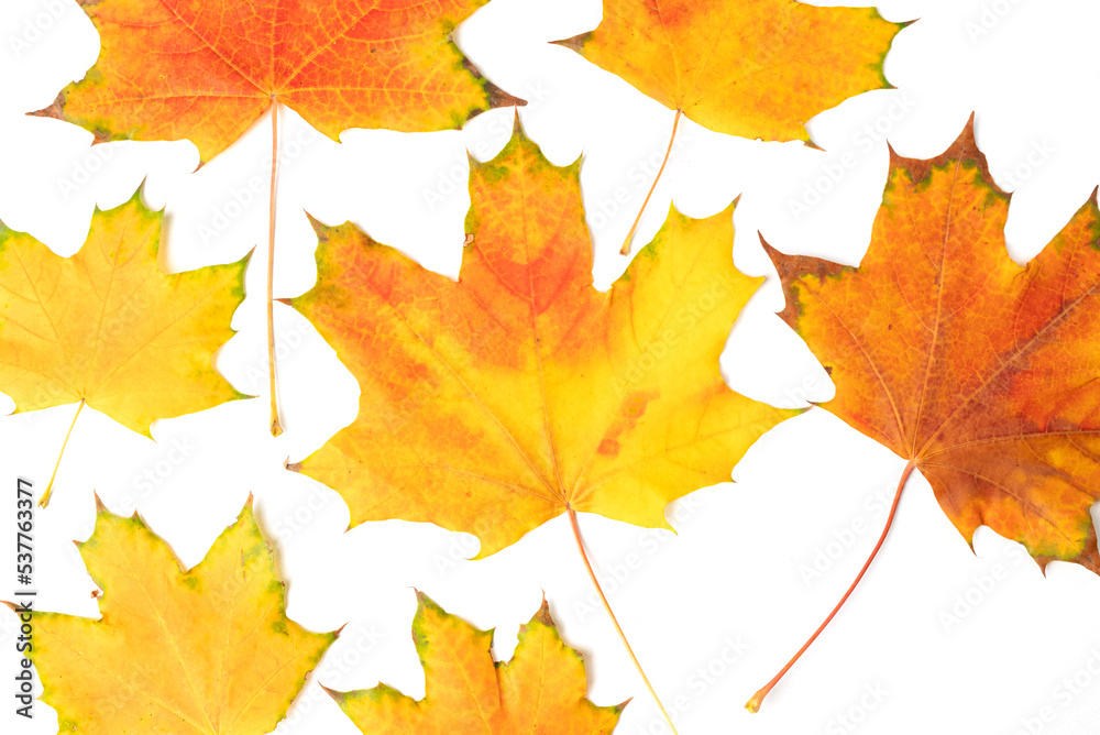 Obraz premium Collection of autumn yellow maple leaves isolated on white background