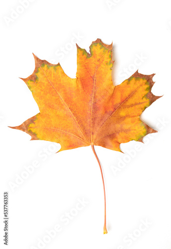 fallen bright yellow orange autumn maple leaf on a white background close-up
