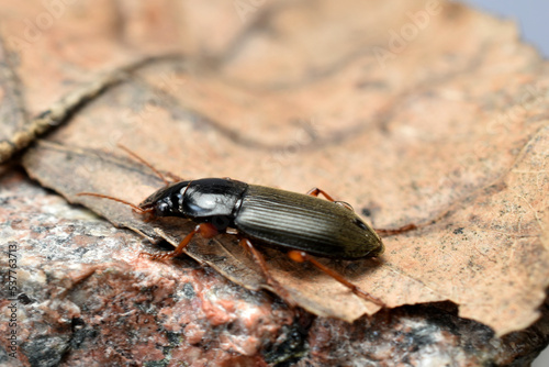 A dark-colored ground beetle sits on a fallen dry leaf.