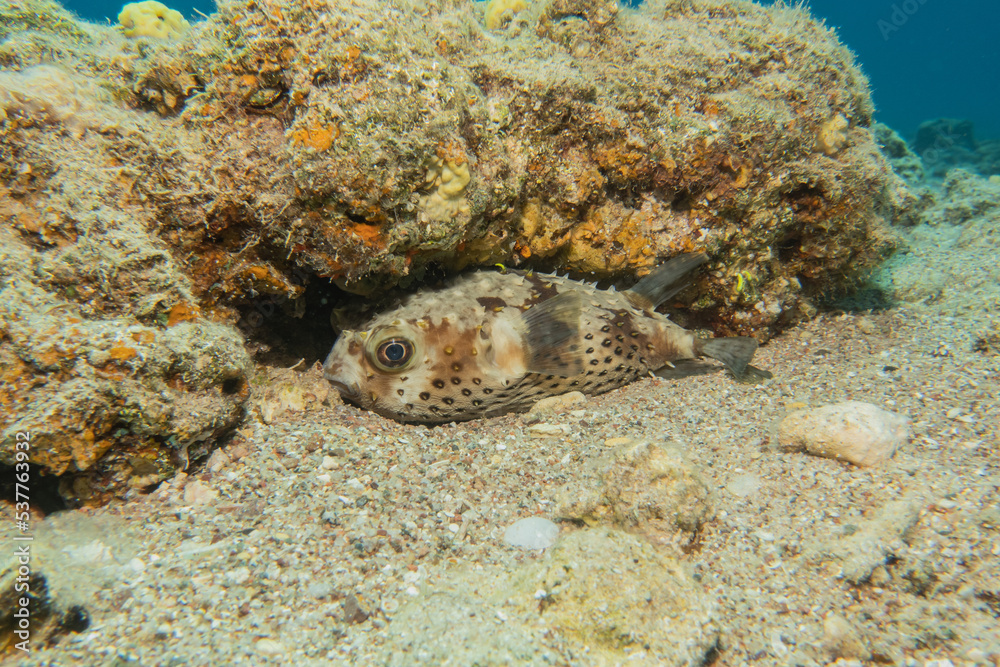 Fish swimming in the Red Sea, colorful fish, Eilat Israel
Fish swimming in the Red Sea, colorful fish, Eilat Israel