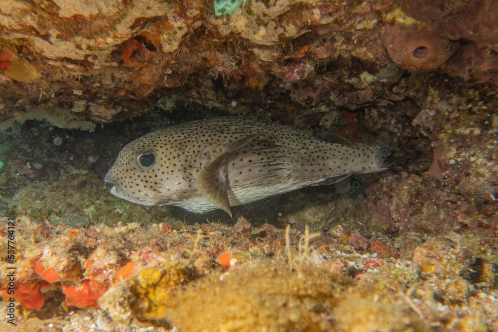 Fish swimming in the Red Sea, colorful fish, Eilat Israel
