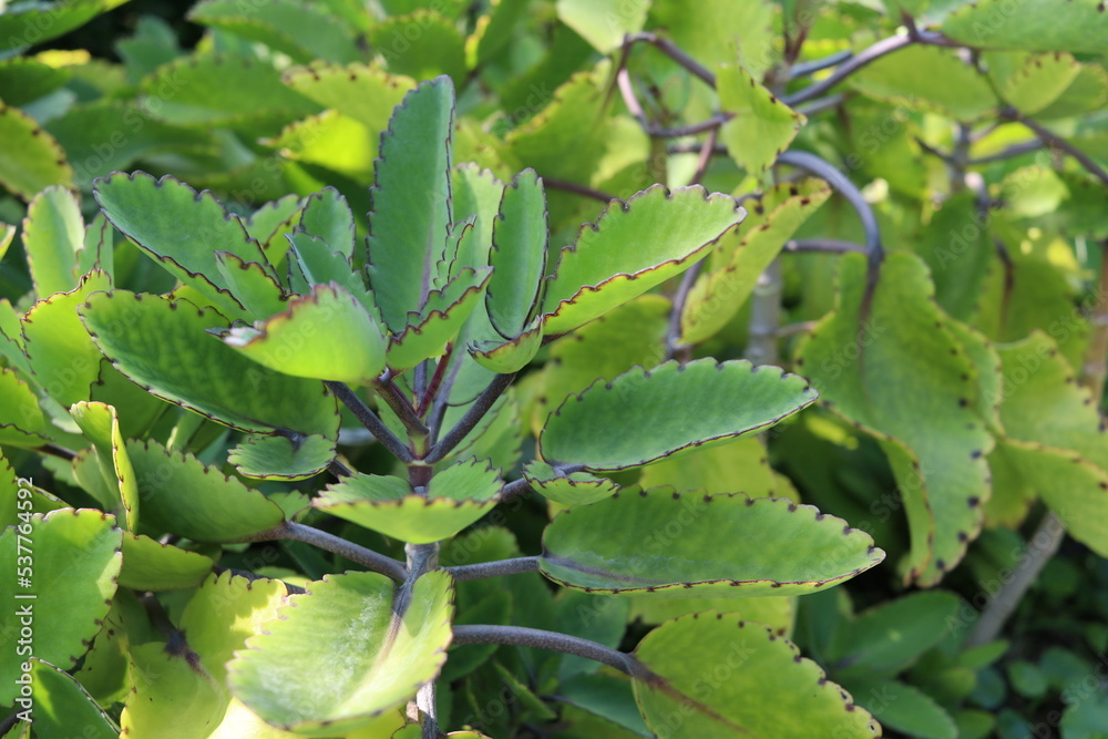 Green leaves on branch of Bryophyllum. Green leaves on branch of Bryophyllum.