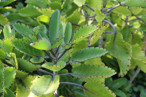 Green leaves on branch of Bryophyllum.