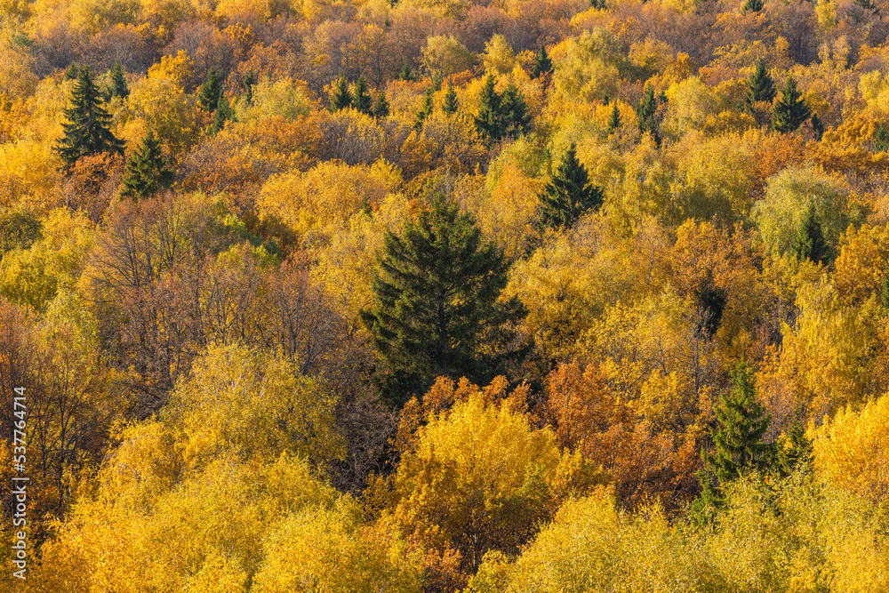 Mixed vibrant colorful autumnal forest with yellow, orange and golden foliage on trees. Aerial view. Background