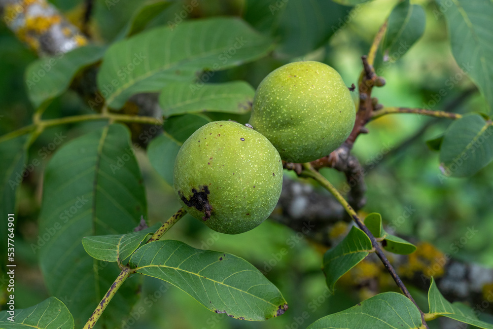 Unreife grüne Walnüsse in ihrer Schale hängen an einem Walnussbaum neben zahlreichen grünen Blättern kurz vor der Ernte im Herbst Unreife grüne Walnüsse in ihrer Schale hängen an einem Walnussbaum neben zahlreichen grünen Blättern kurz vor der Ernte im Herbst