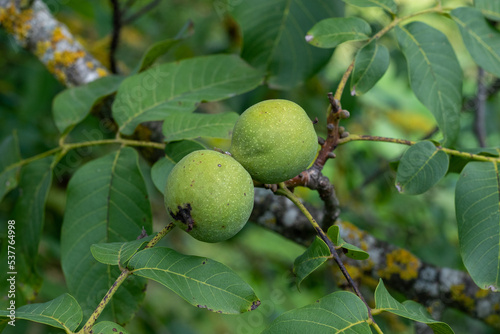 Zwei unreife, geschlossene, grüne Walnüsse an einem Baum der Art Juglans nigra im Herbst kurz vor der Ernte