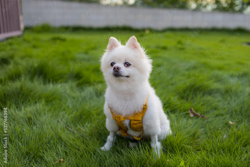 White pomeranian sit on the grass