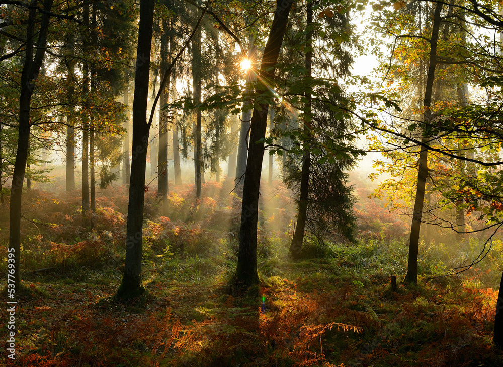 Jesień w lesie o poranku - obrazy, fototapety, plakaty 