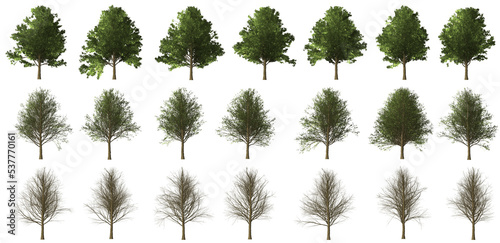 Ahorn tree set with transparent background