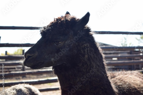 The Alpaca is a species of South American camelid, similar to, and often confused with the llama. However, alpacas are often noticeably smaller than llamas photo