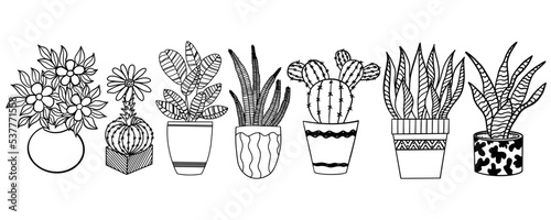 Set of home plants in pots
