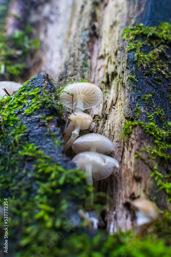 mushrooms on a tree