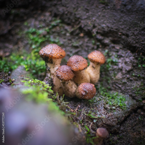 mushrooms in the forest