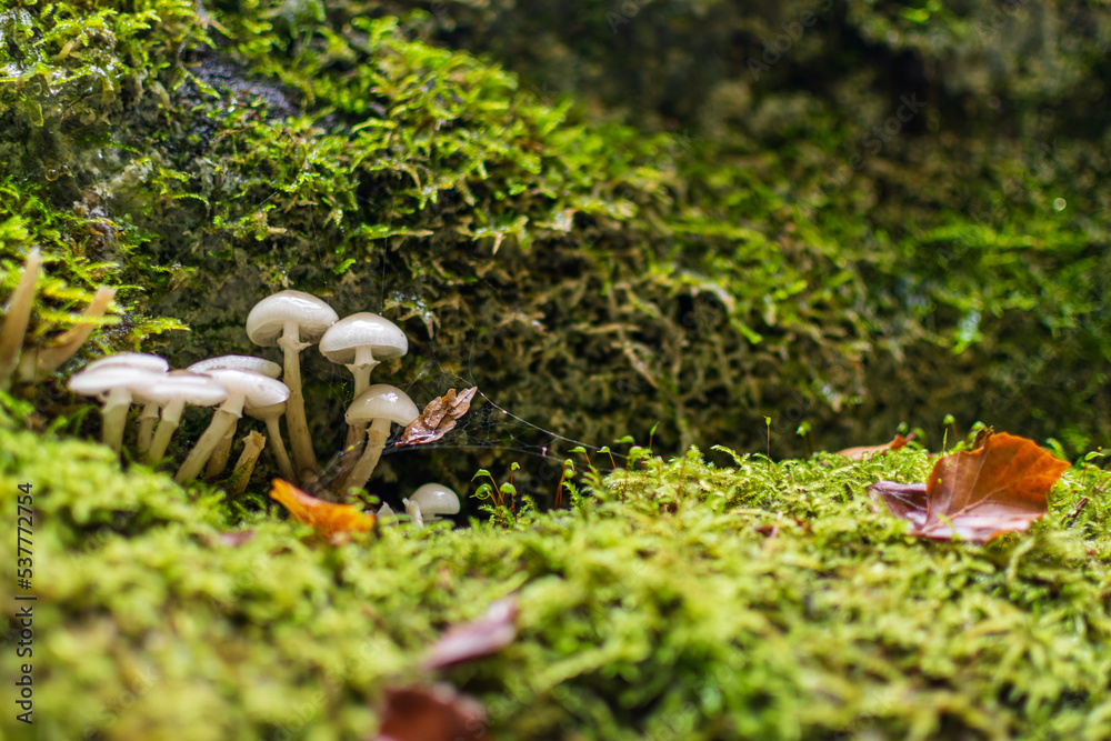 mushrooms on a tree mushrooms on a tree