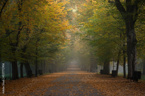 Fototapeta Naklejka Na Ścianę i Meble -  Aleja wśród drzew, jesienny krajobraz