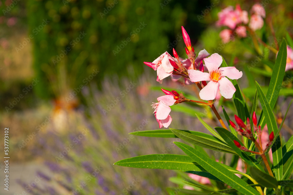 Red flowers and blooming lavender, beautiful plants