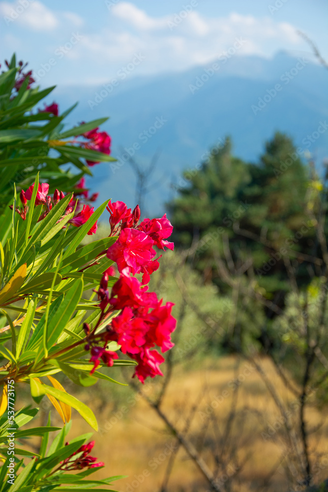 View of a red, flowers, mountains and beautiful landscape in the Pyrenees, France View of a red, flowers, mountains and beautiful landscape in the Pyrenees, France