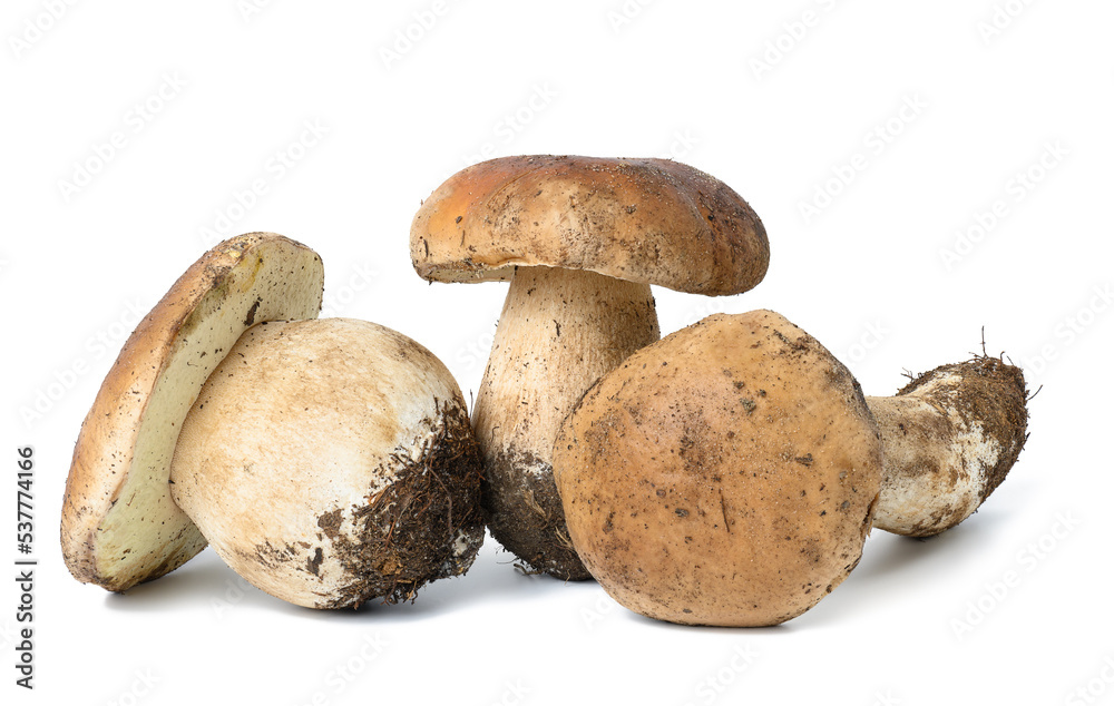 Three fresh white mushrooms on a white isolated background Three fresh white mushrooms on a white isolated background