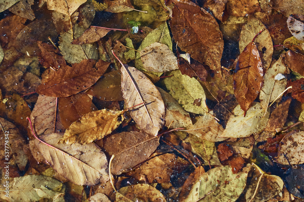 Autumn background of fallen leaves in a puddle. Orange, yellow and green autumn foliage shades. Close up. Autumn background of fallen leaves in a puddle. Orange, yellow and green autumn foliage shades. Close up.