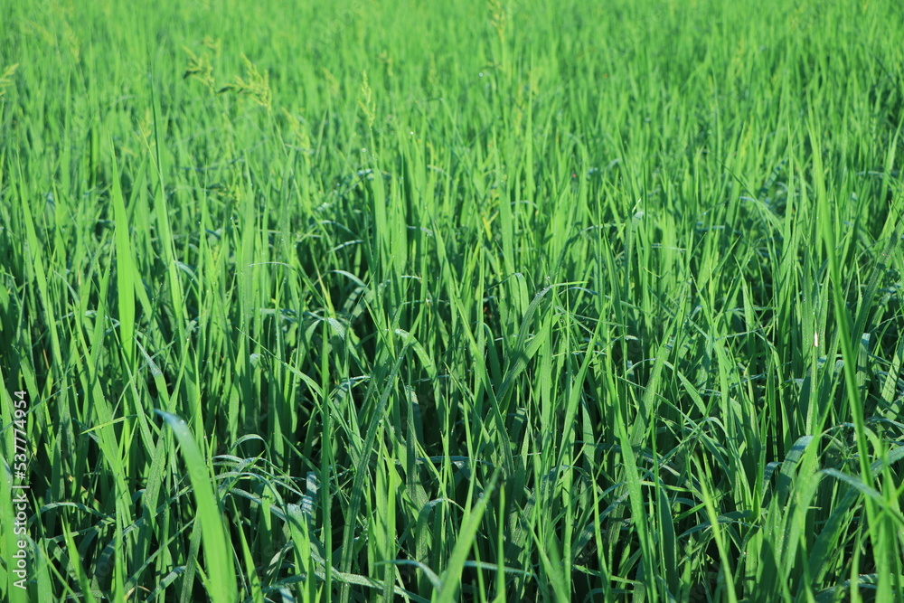 Juicy lush green grass on meadow with drops of water dew in morning light Juicy lush green grass on meadow with drops of water dew in morning light