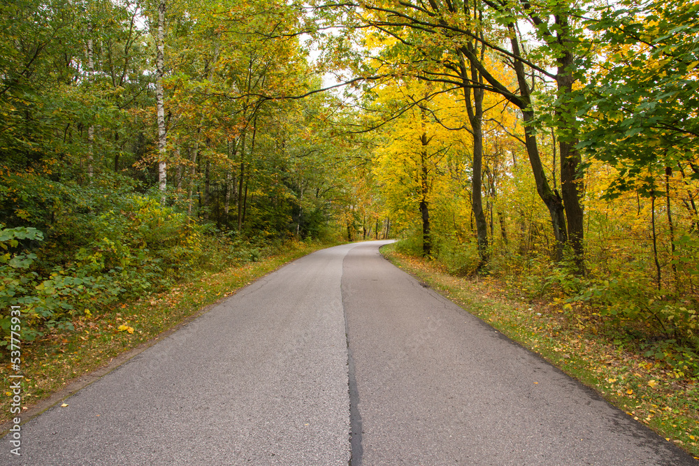 Autumn forest in the rays of the sun and the road in autumn colors. Day. Autumn forest in the rays of the sun and the road in autumn colors. Day.
