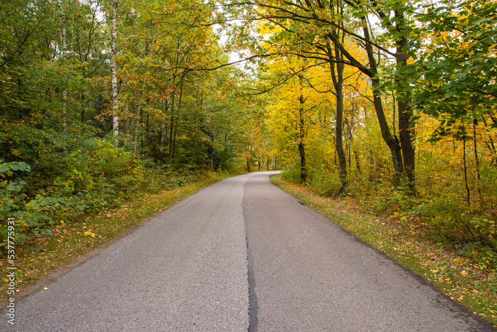 Autumn forest in the rays of the sun and the road in autumn colors. Day.