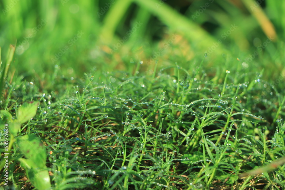 Fresh dew on green grass with sunlight Fresh dew on green grass with sunlight