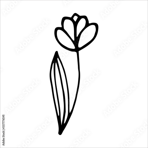Tulip flower doodle style vector illustration isolated on white