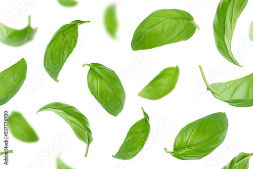 Seamless pattern of basil leaves flying over white background. © Tania