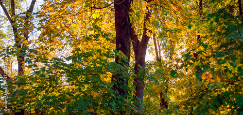 Trees with colorful, autumn leaves lightened by setting sun. Amazing, natural background.