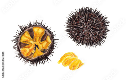 ウニ 手描き水彩画