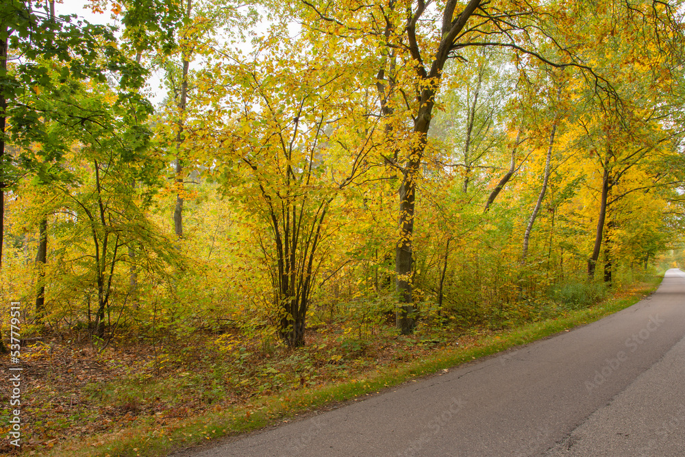 Naklejka premium Autumn forest in the rays of the sun and the road in autumn colors. Day.