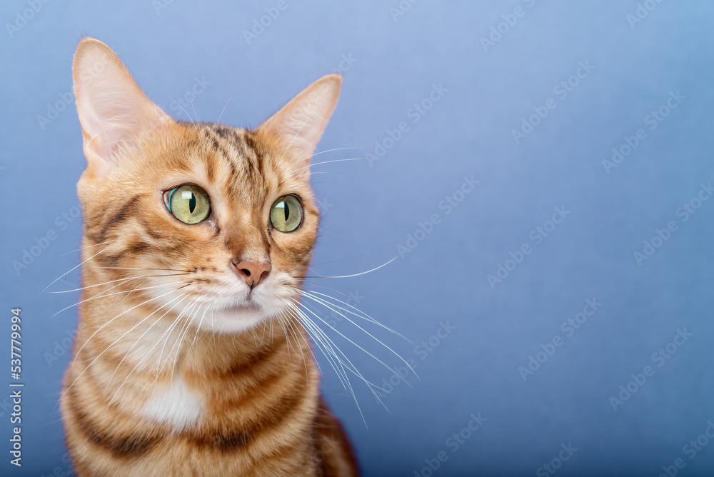 Purebred cat on a blue background. The cat is isolated.